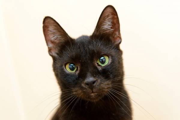 Котик