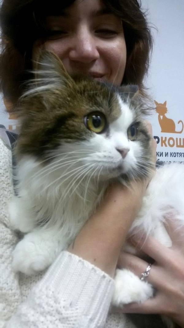 Котик