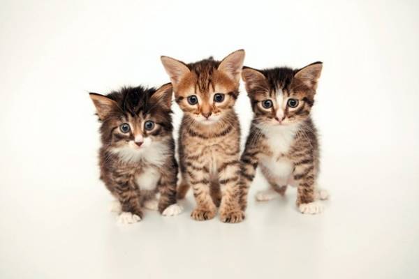 Котик