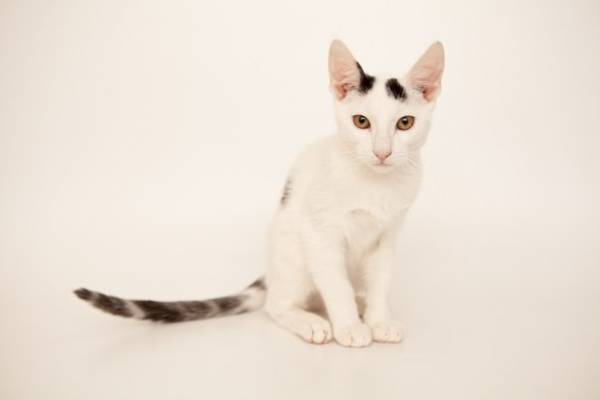Котик
