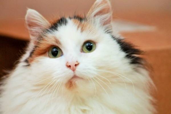 Котик
