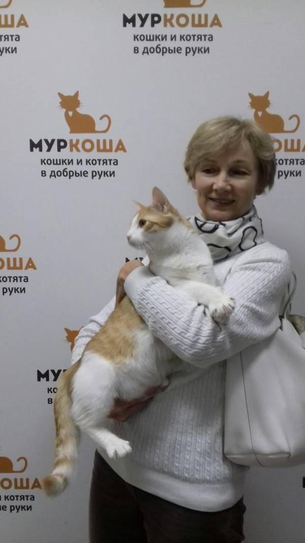 Котик