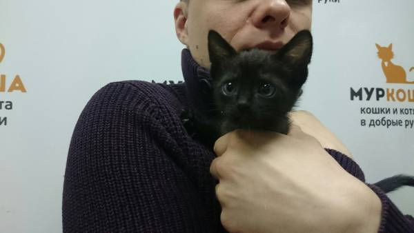 Котик