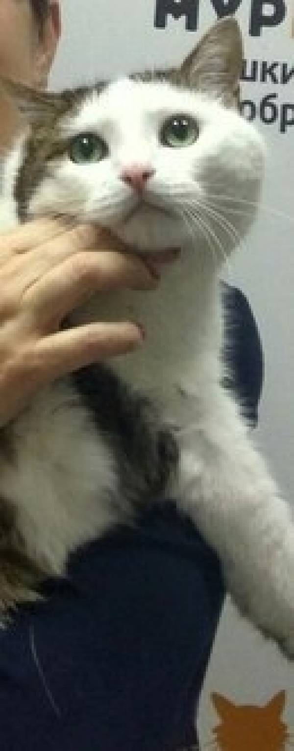 Котик