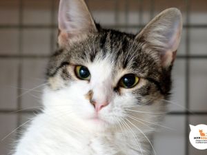 Котик