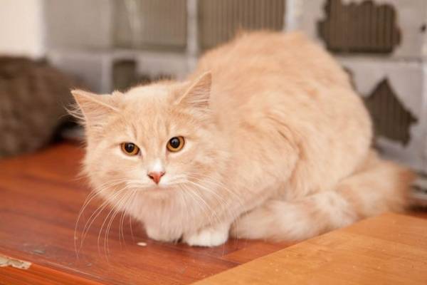 Котик