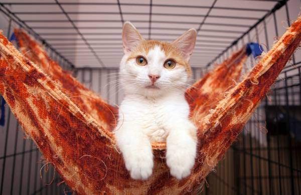 Котик