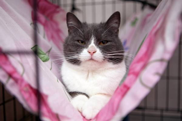Котик