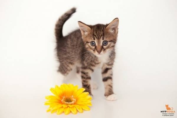 Котик