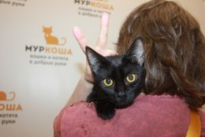 Котик
