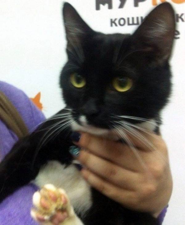 Котик