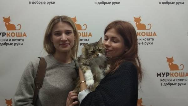 Котик