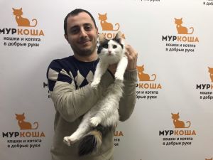 Котик