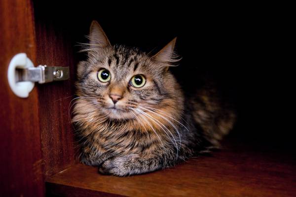 Котик
