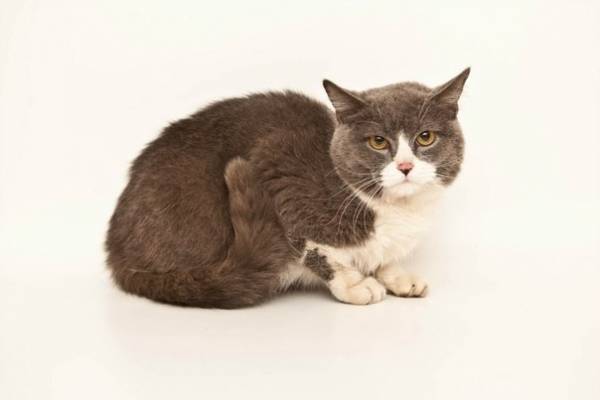 Котик