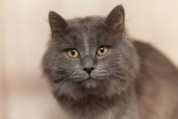Котик