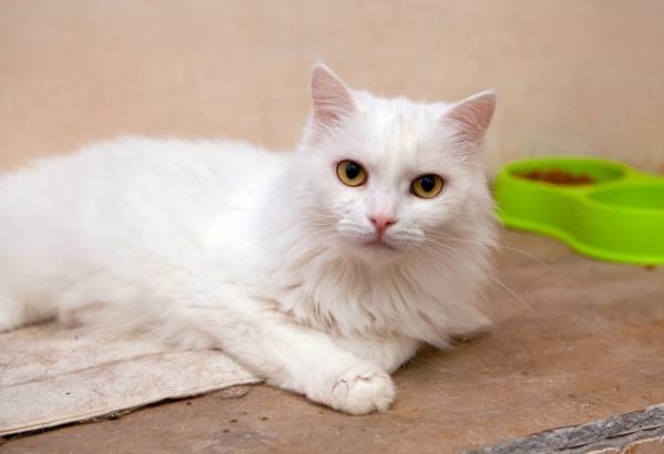 Котик