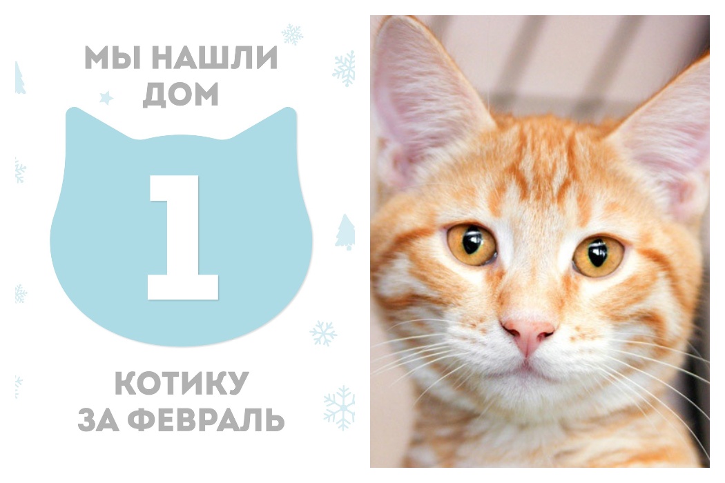 S1mple 2014. S1mple 2023. Брелок кот симпл димпл. Симпл костылев. Коте симпл.