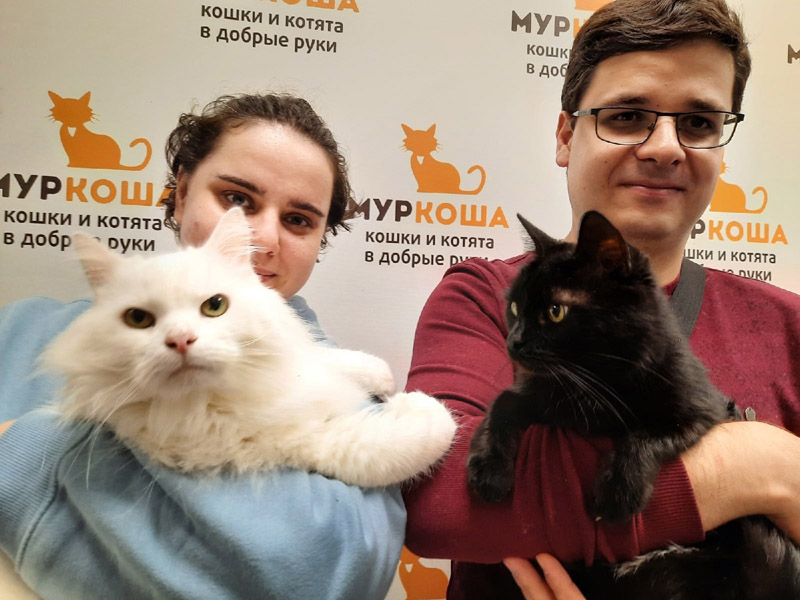 Котик