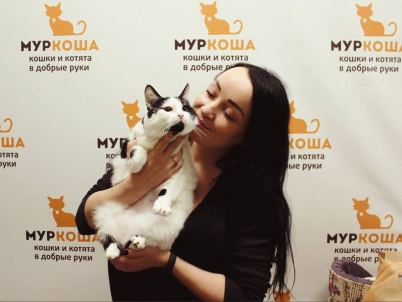 Котик