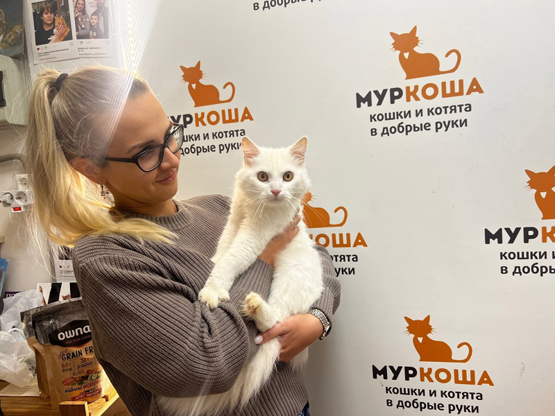 Котик