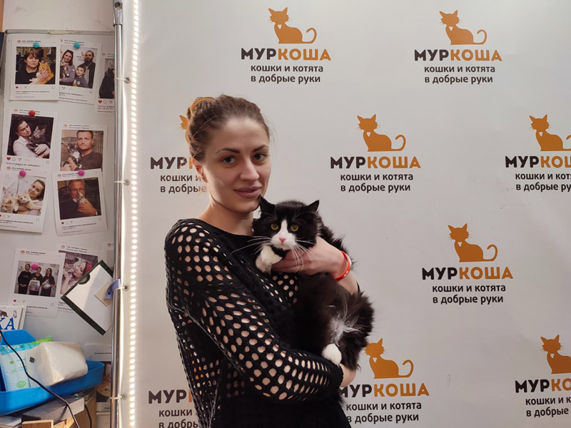 Котик