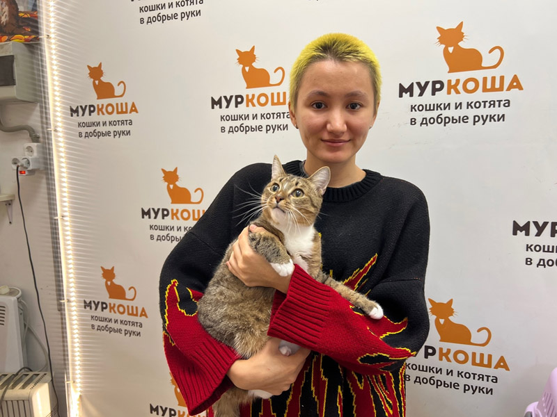 Котик