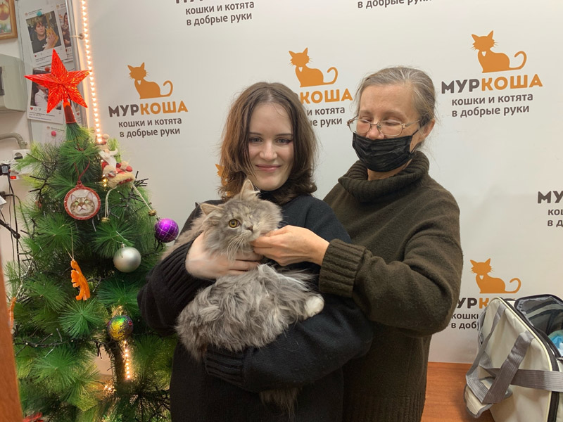 Котик