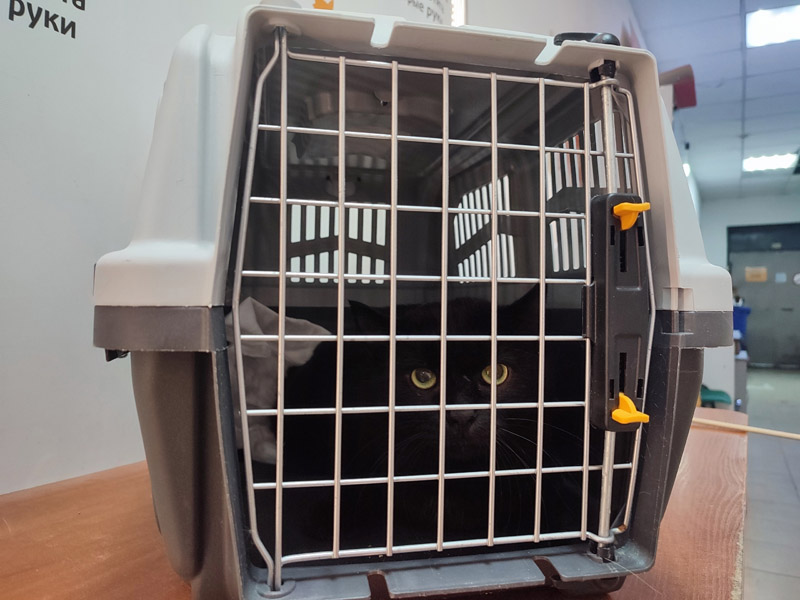 Котик