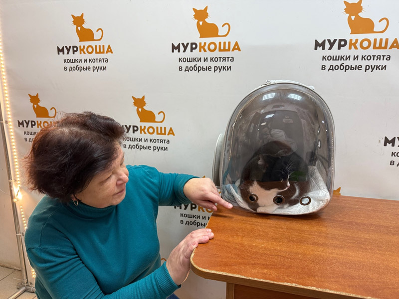 Котик
