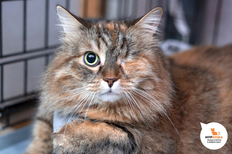 Котик