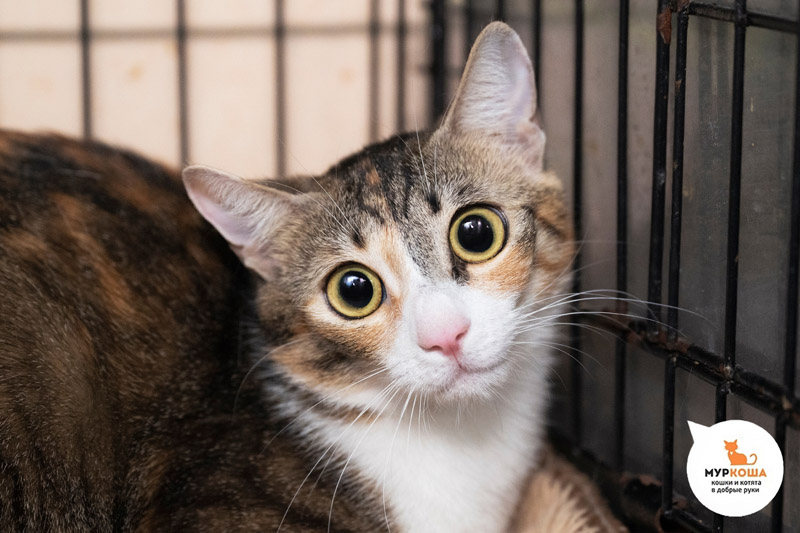 Ариетти