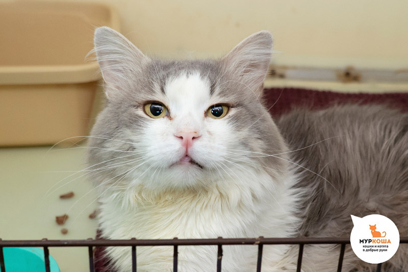 Котик