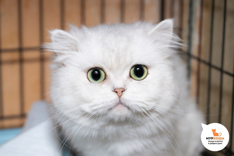 Мисаки