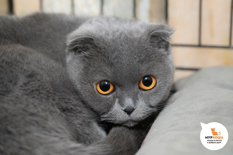Солли