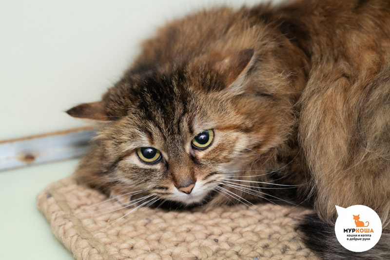 Минори