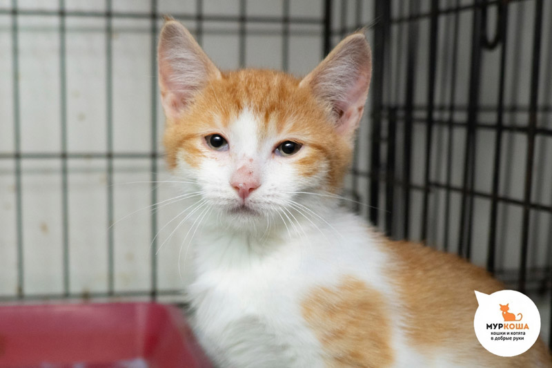 Котик