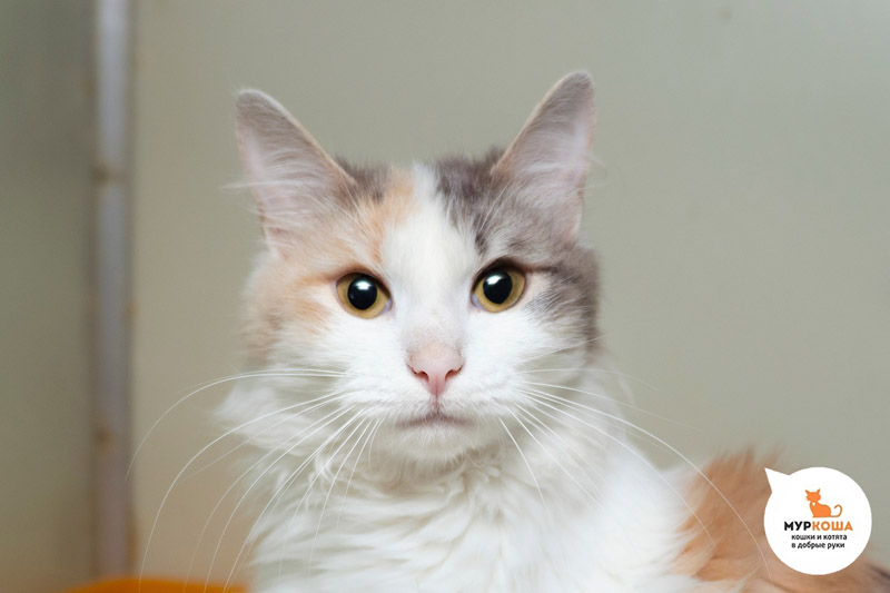 Котик