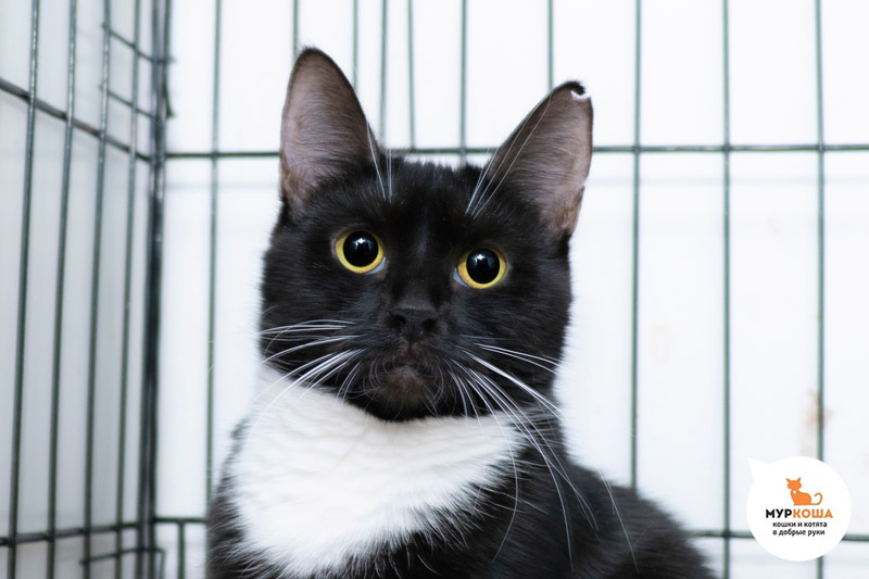 Котик