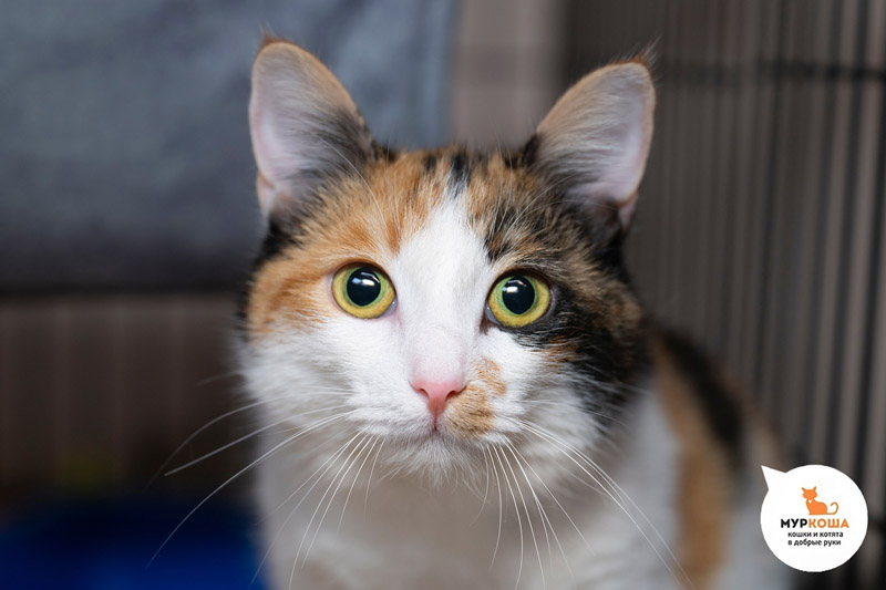Котик