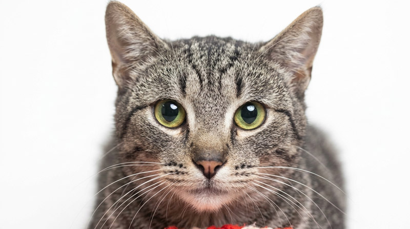 Клоти