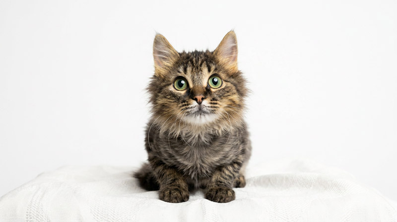 Котокусь