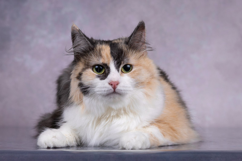 Котик
