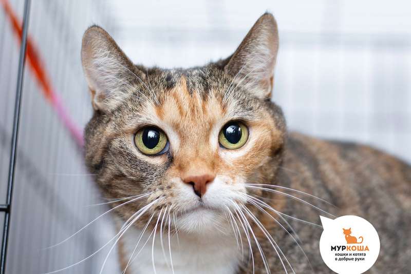 Пружинка
