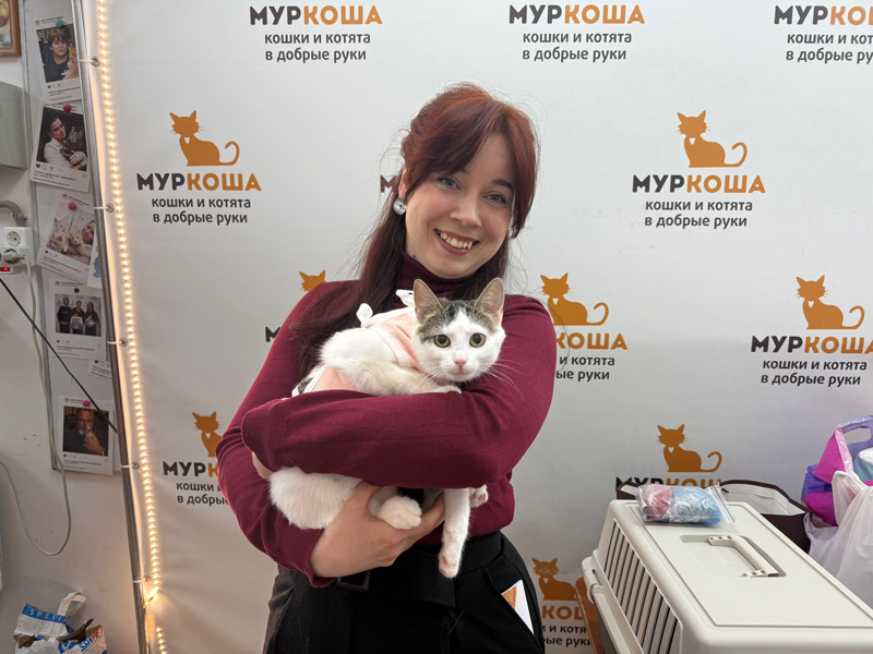 Котик