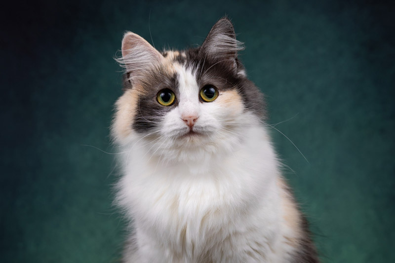 Котик
