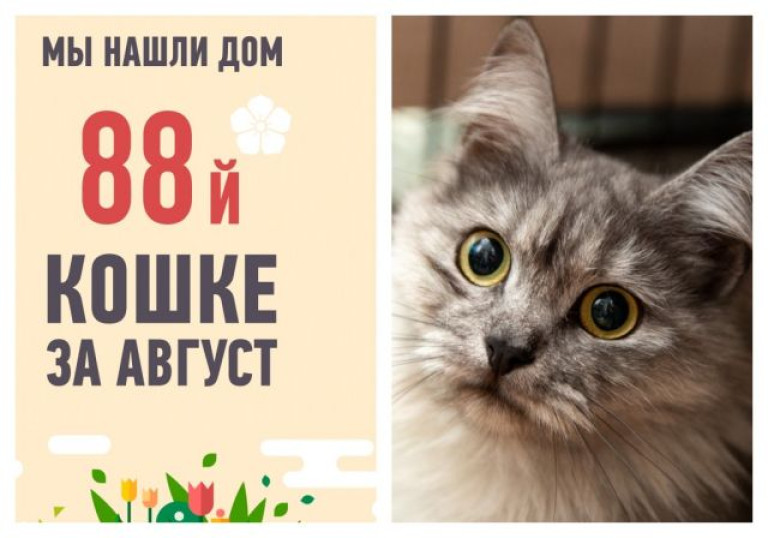 Спустя месяц уезжает в новый дом кошка Лолочка!
