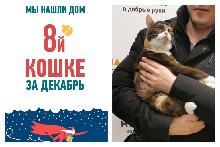 Свой уютный дом и любящий хозяин появились и у кошечки Брауни!