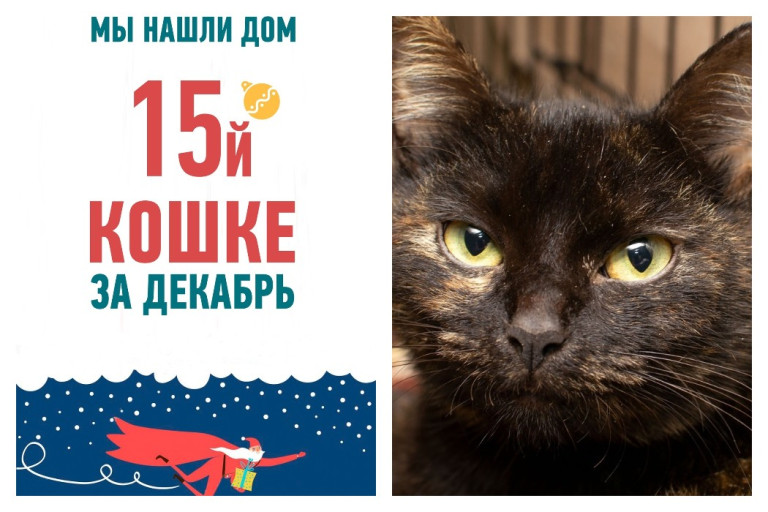 У двухлетней кошечки Шупэт появилась хозяйка!