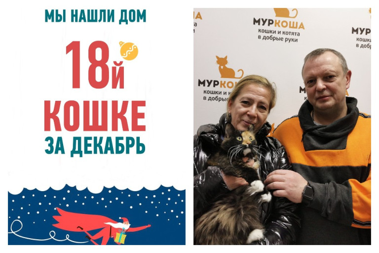 Двухлетняя кошка Сафира снова стала домашней!